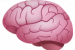 cerveau 3